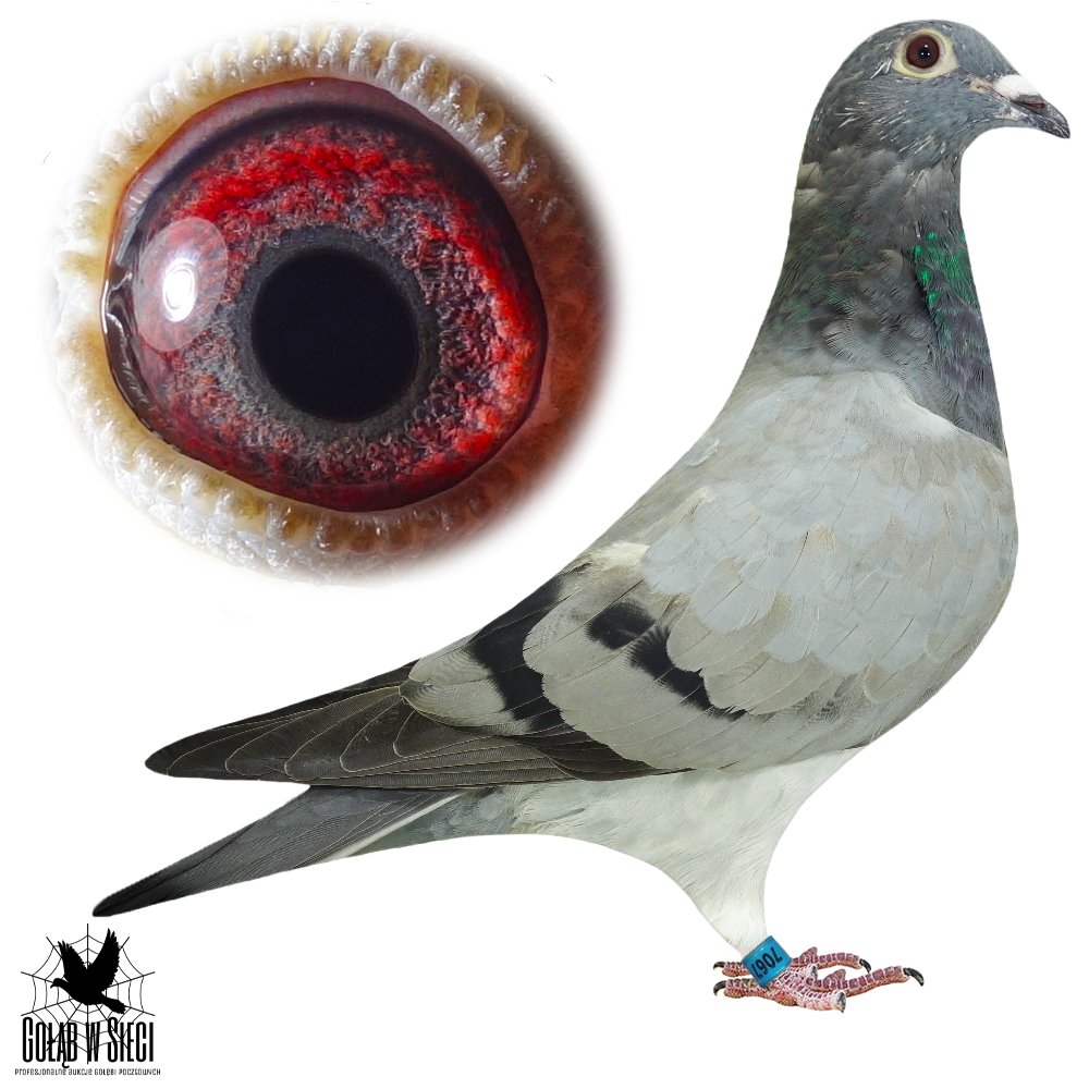 CÓRKA 'OLIMPIA 213'