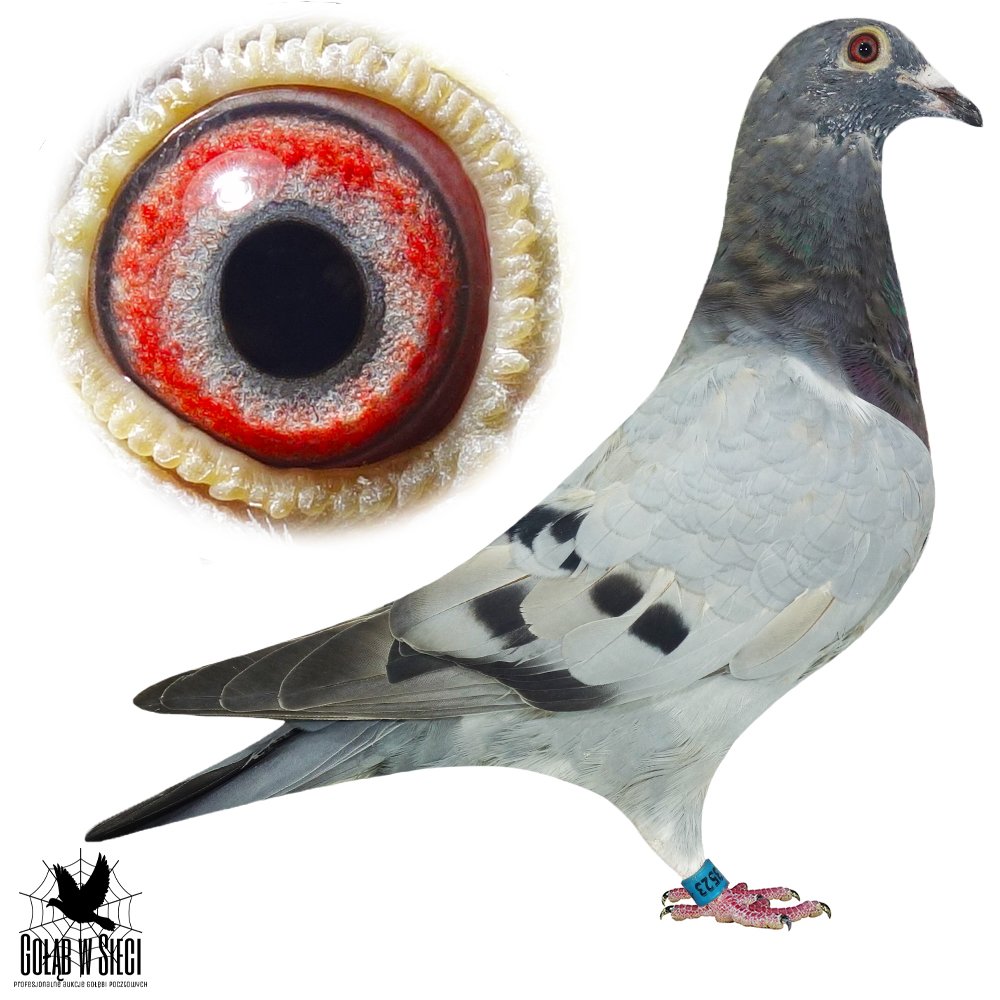 WNUCZKA '5019'