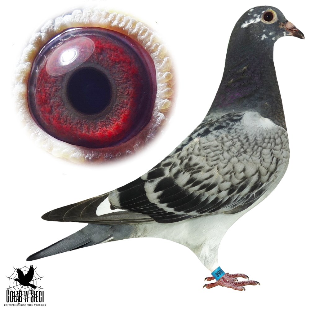 CÓRKA '458'